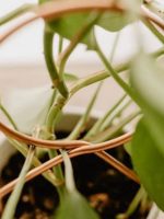 Plant Climbing Rack Plant Trellis Rustproof Multifunctional Metal Vine Growth Climbing Rack Garden Supplies