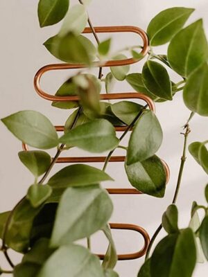 Plant Climbing Rack Plant Trellis Rustproof Multifunctional Metal Vine Growth Climbing Rack Garden Supplies