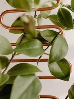 Plant Climbing Rack Plant Trellis Rustproof Multifunctional Metal Vine Growth Climbing Rack Garden Supplies